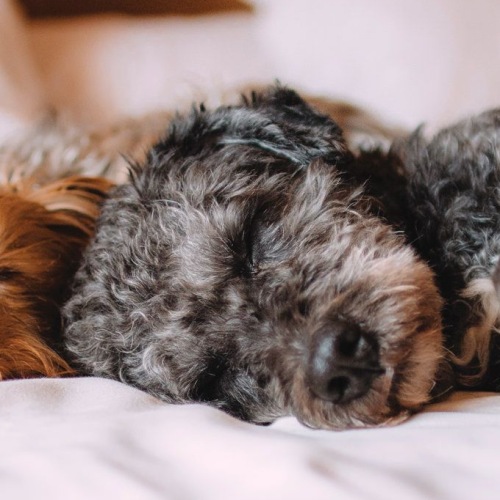 lifestyle image of a puppy laying down in a bed