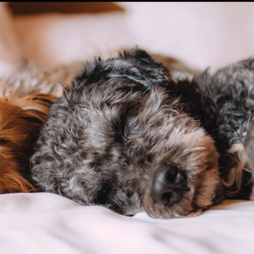 lifestyle image of a puppy laying down in a bed